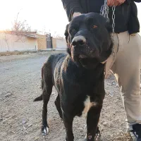 واگذاری رایگان ن ی س ت