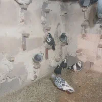 کفتر|پرنده|کرمان, |دیوار