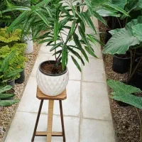 گلهای آپارتمانی گلخونه سوگلی|گل و گیاه طبیعی|بجنورد, |دیوار