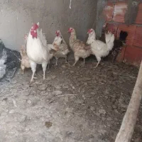 مرغ خروس گلین