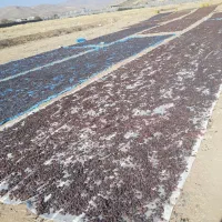 پخش عمده مویز و کشمش