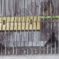 سهره سینه سرخ