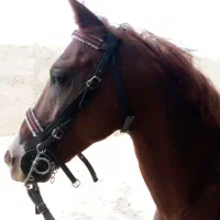 اسب کرد دو سر حال سالم مدارک میکروچیب دار|اسب و تجهیزات اسبسواری|رباطکریم, نوده|دیوار