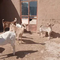 ۳عدد بز زاییده سانن و ۱عدد پنجابی اصل ۱۲۰ میلیون