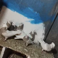 کبوتر طوقی|پرنده|دینور, |دیوار