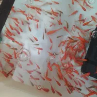 ماهی شب عید عمده