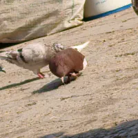 کبوتر دم سفید|پرنده|سوسنگرد, |دیوار