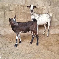 کهره نقشی بابچه ماده