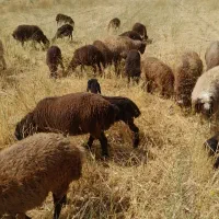 بره نروماده