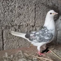کبوتر دوکت جوجه غریب
