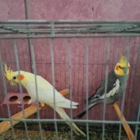 عروس هلندی