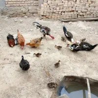 معاوضه با بوقلمون نر