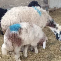 سه تا بره ماده سبک وزن با یه میش خشک داشتی قصابی