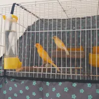 یک جوف قناری