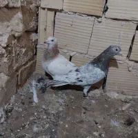 کفترعتیقه سارهفرنگ شامی کرمونی پاکستانی پولکی چاپی|پرنده|تربت‌حیدریه, رضاشهر|دیوار