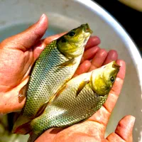 دستگاه هواده اسپلش کپور فیتوفاک آمور