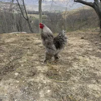 برهما