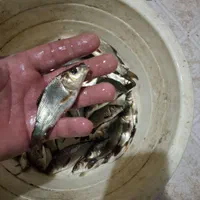 مرکز پخش بچه ماهی کپور وفیتوفاک وامور  اوزن برون|ماهی|همدان, |دیوار