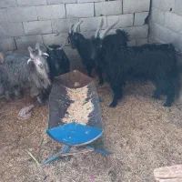 بزغاله|حیوانات مزرعه|اصفهان, عاشق‌آباد|دیوار