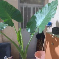 فروش انواع گلهای زینتی واپارتمانی|گل و گیاه طبیعی|اندیمشک, |دیوار