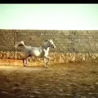 اسب|اسب و تجهیزات اسب‌سواری|اصفهان, کوی امیریه|دیوار