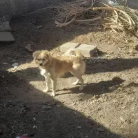 سگ پا کوتاه