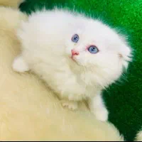 نژاد های اصیل و لوکس در m.k pet|گربه|تبریز, |دیوار