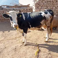 گاو و گوساله سیمینتال