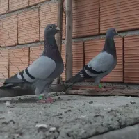 کبوتر مسافتی