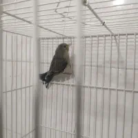 سهره قناری تربت حیدریه