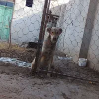 سگ ماده|سگ|آشخانه, |دیوار