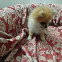 پامر خرسی سایز ریز|سگ|تهران, امامت|دیوار