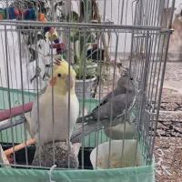 عروس هلندی سفید وخاکستزی حرف زن