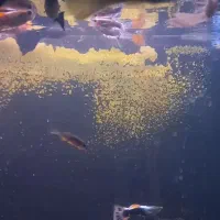 ماهی گوپی آکواریوم|ماهی|نقده, |دیوار