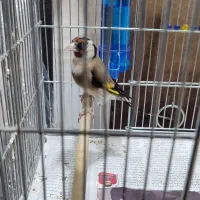 سهره جوجه قفس|پرنده|کرمانشاه, |دیوار