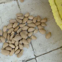 بادام تلخ و بادام شیرین|خوردنی و آشامیدنی|خوانسار, |دیوار