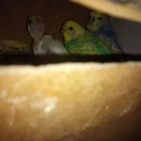 مرغ عشق ریمبو|پرنده|قم, شاه ابراهیم|دیوار