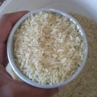فروش برنج خوشپخت خوش طمع فجر درجه ۱ اعلاء