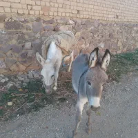 خر ه ماده با کره ۳ ماهه