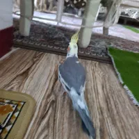 عروس هلندی|پرنده|میاندوآب, |دیوار