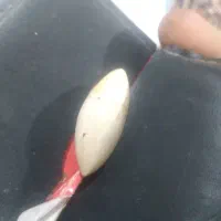جواهرات