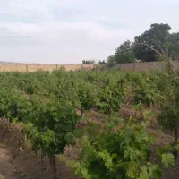 باغ ویلا|فروش خانه و ویلا|تربتحیدریه, پائین ولایت|دیوار