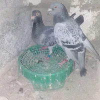 جفت پلاکی پشت مگسی بهترین نصل هیکلی