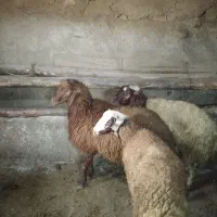 گوسفند بره نر