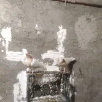 یک جفت طوقی زردوسرخ