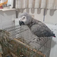 سلام فروش کاسکو بالغ زرنک سخن گ