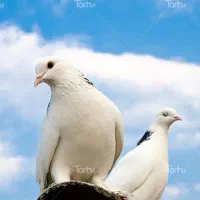 کبوتر گمشده پیدا کردم، صاحبش پیام بده