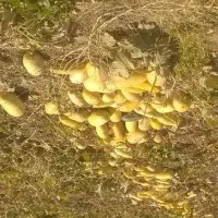فروش ۴ هکتار و نیم زمین قطره بارانی شهر سطر