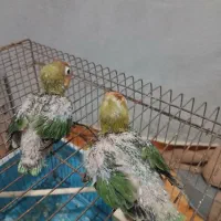 طوطی برزیلی سرلاکی