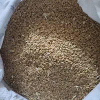 فروش بذر گندم حیدری.